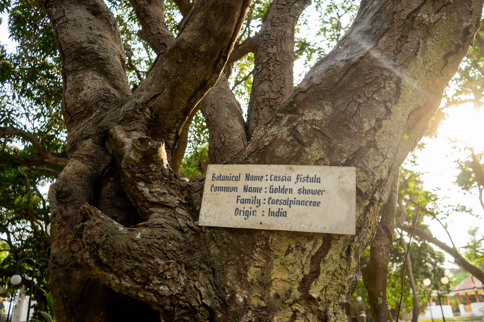 Accra Baum Osu