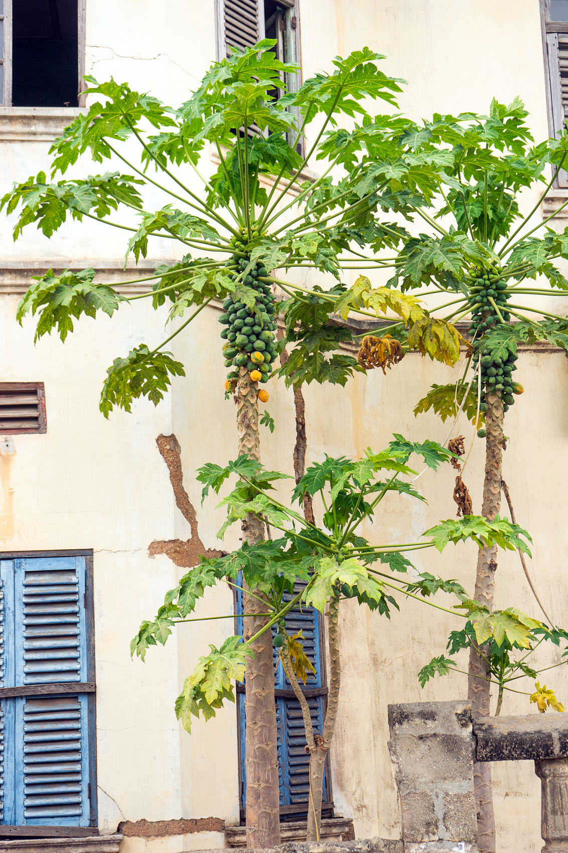 Papaya Pflanze Ghana