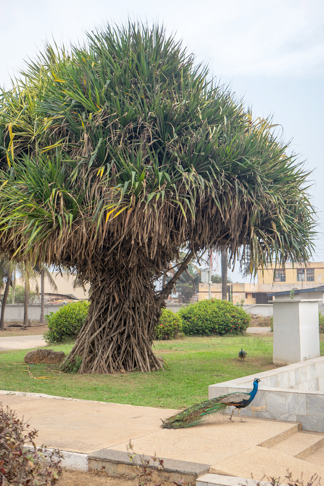 Kwame Nkrumah Präsidenten Garten