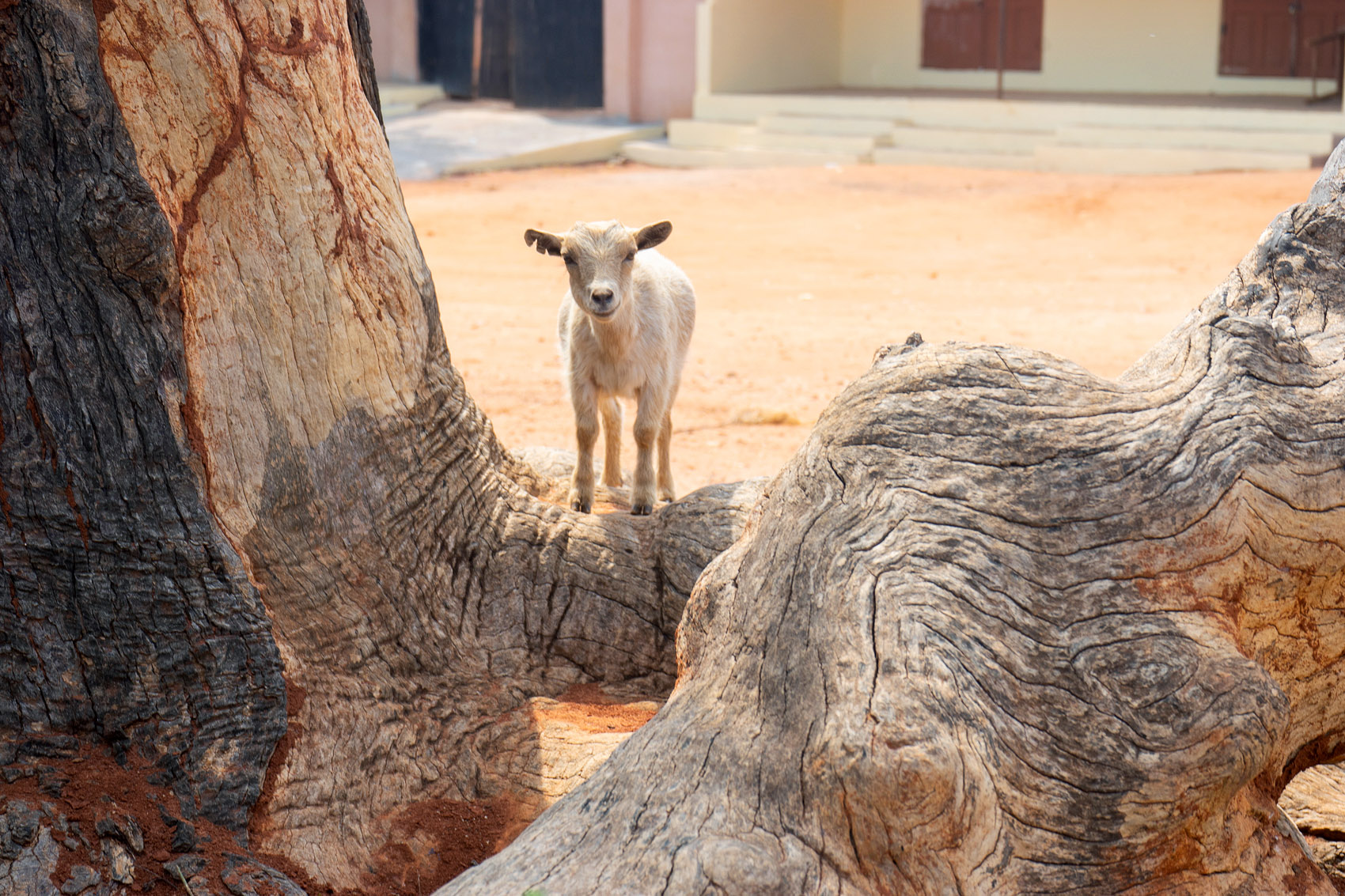 Ein Lamm in Afrika