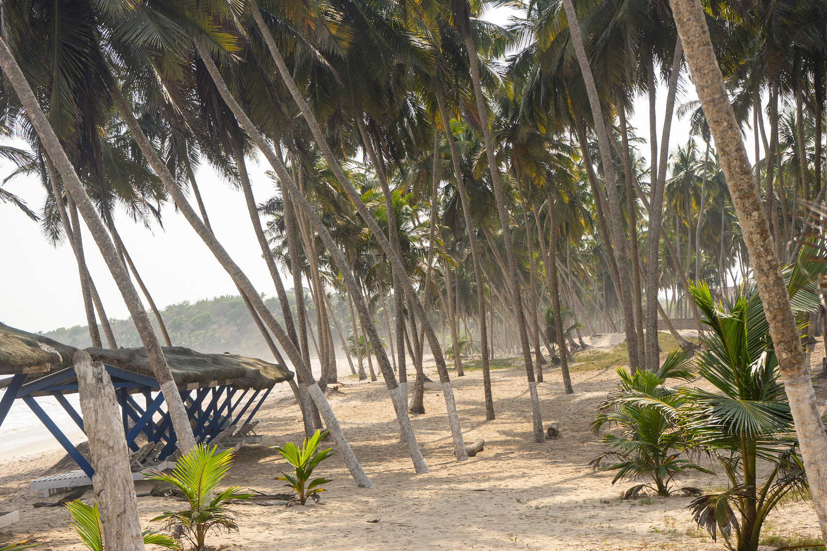 Kokos Palmen in Ghana am Strand