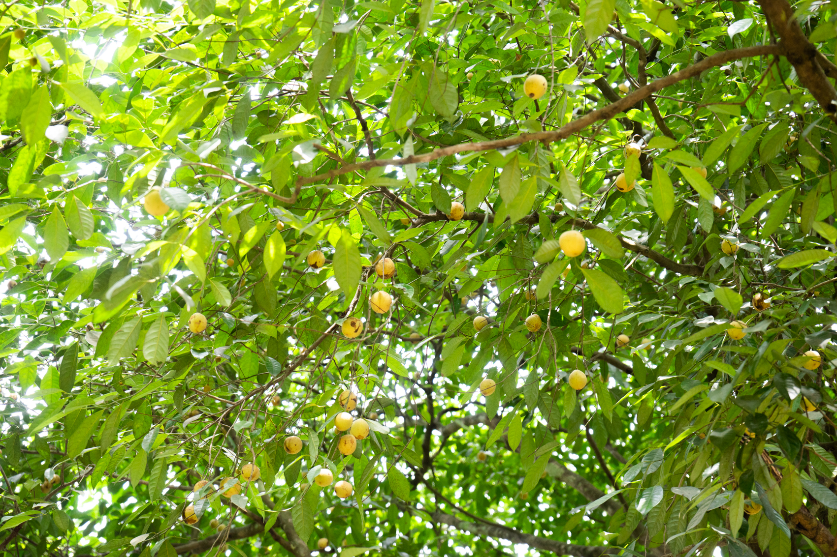 Früchte im Botanischen Garten in Ghana