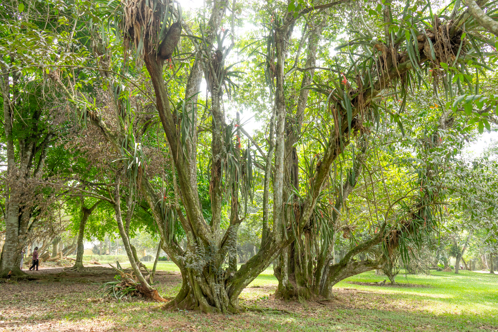 Zwillingsbaum Ghana
