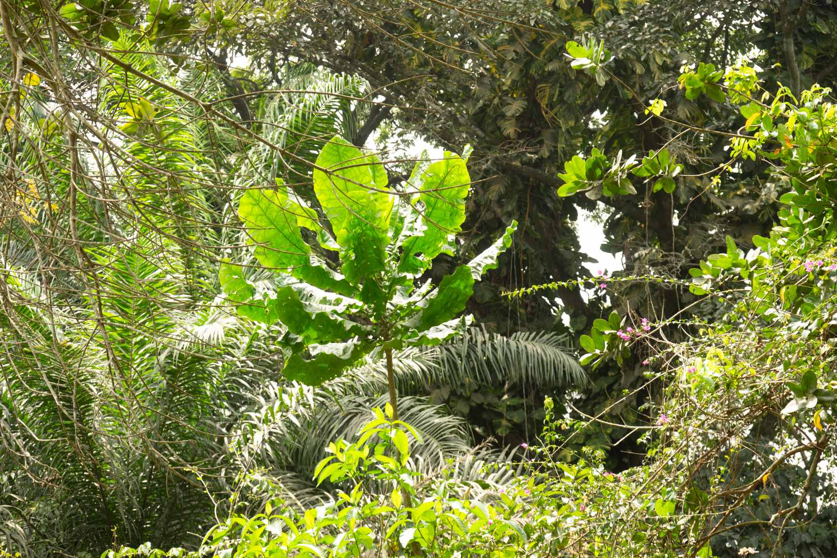 Botanischen Garten in Aburi Erkunden