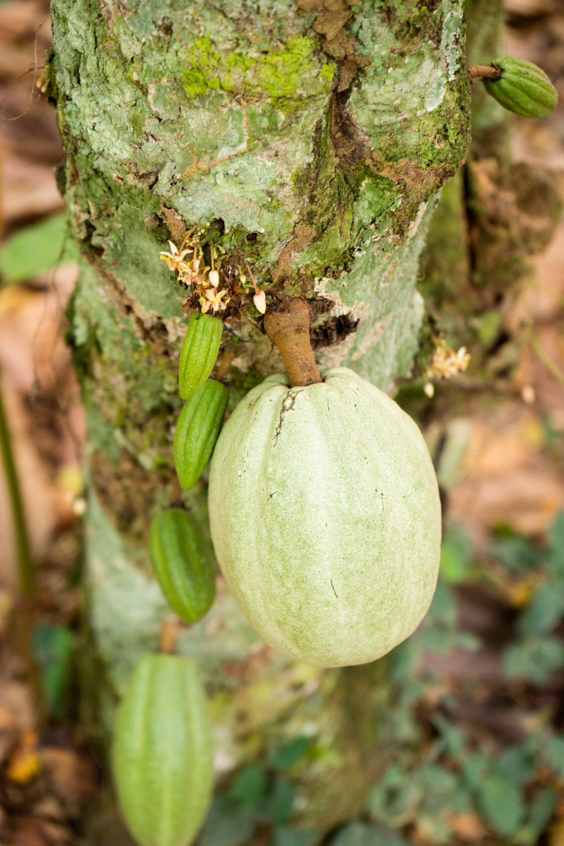 Kakao Frucht Ghana