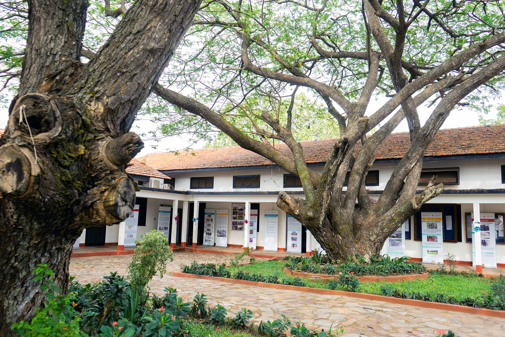 Baum an der Univeristät in Ghana