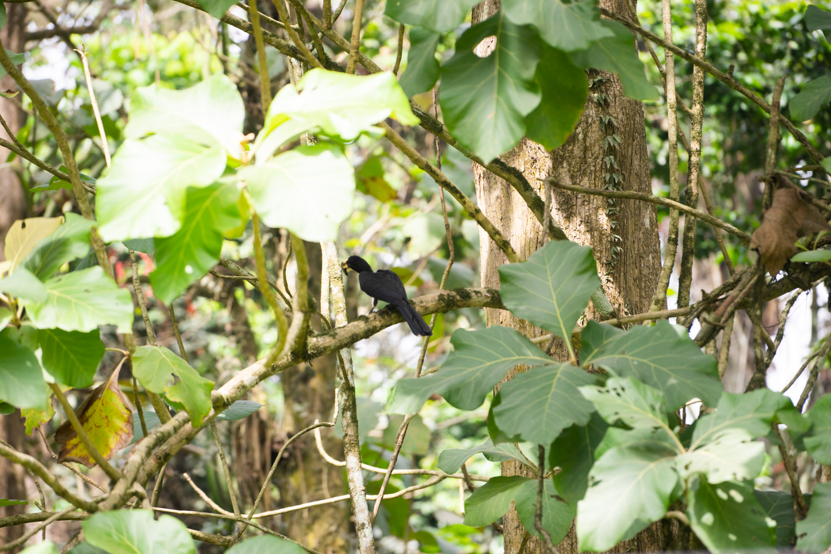 Schwarzer Vogel in Ghana