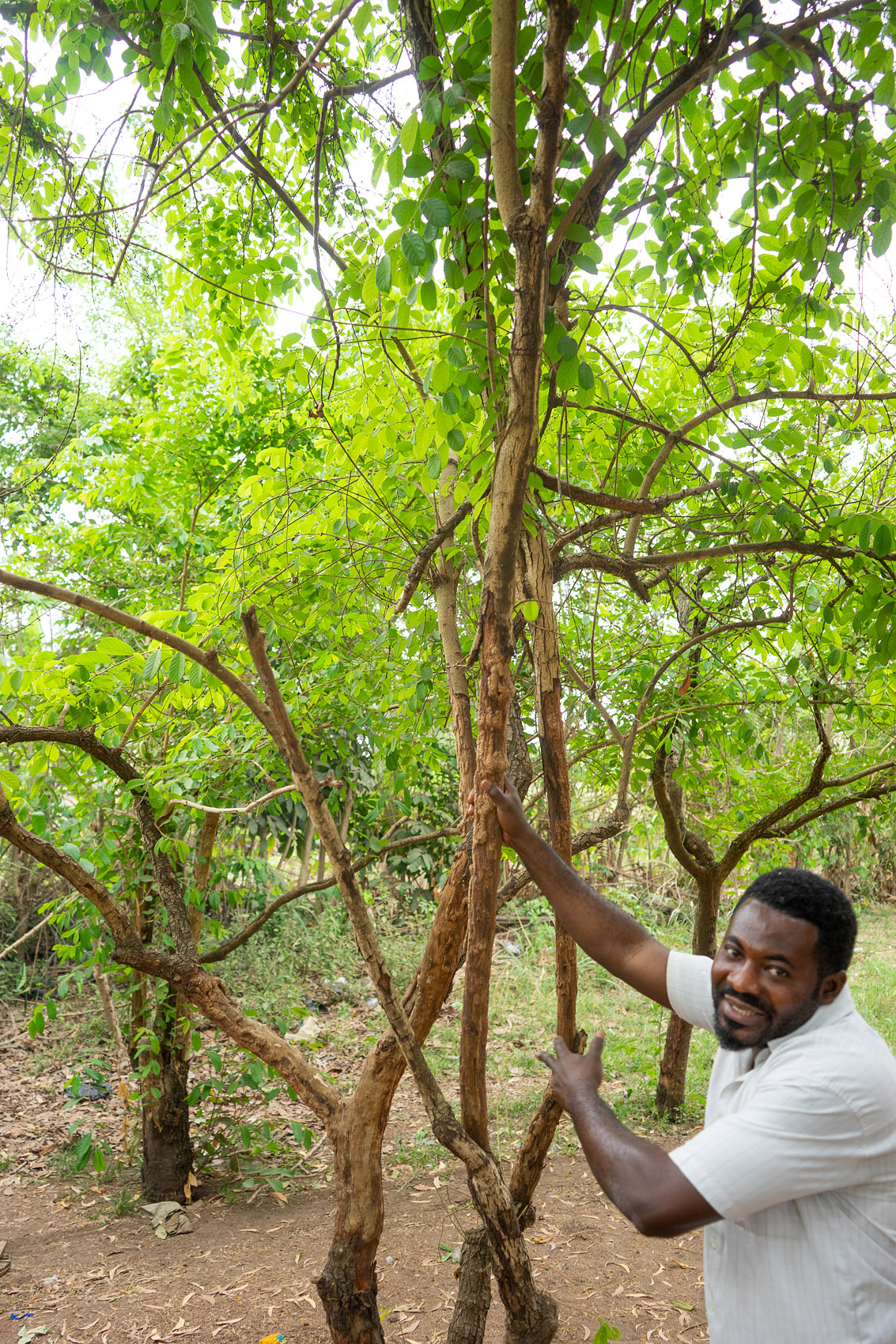 Tinten Baum Ghana