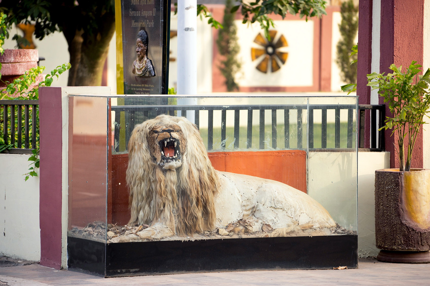 Königlicher Löwe am Manhyia Palast in Ghana