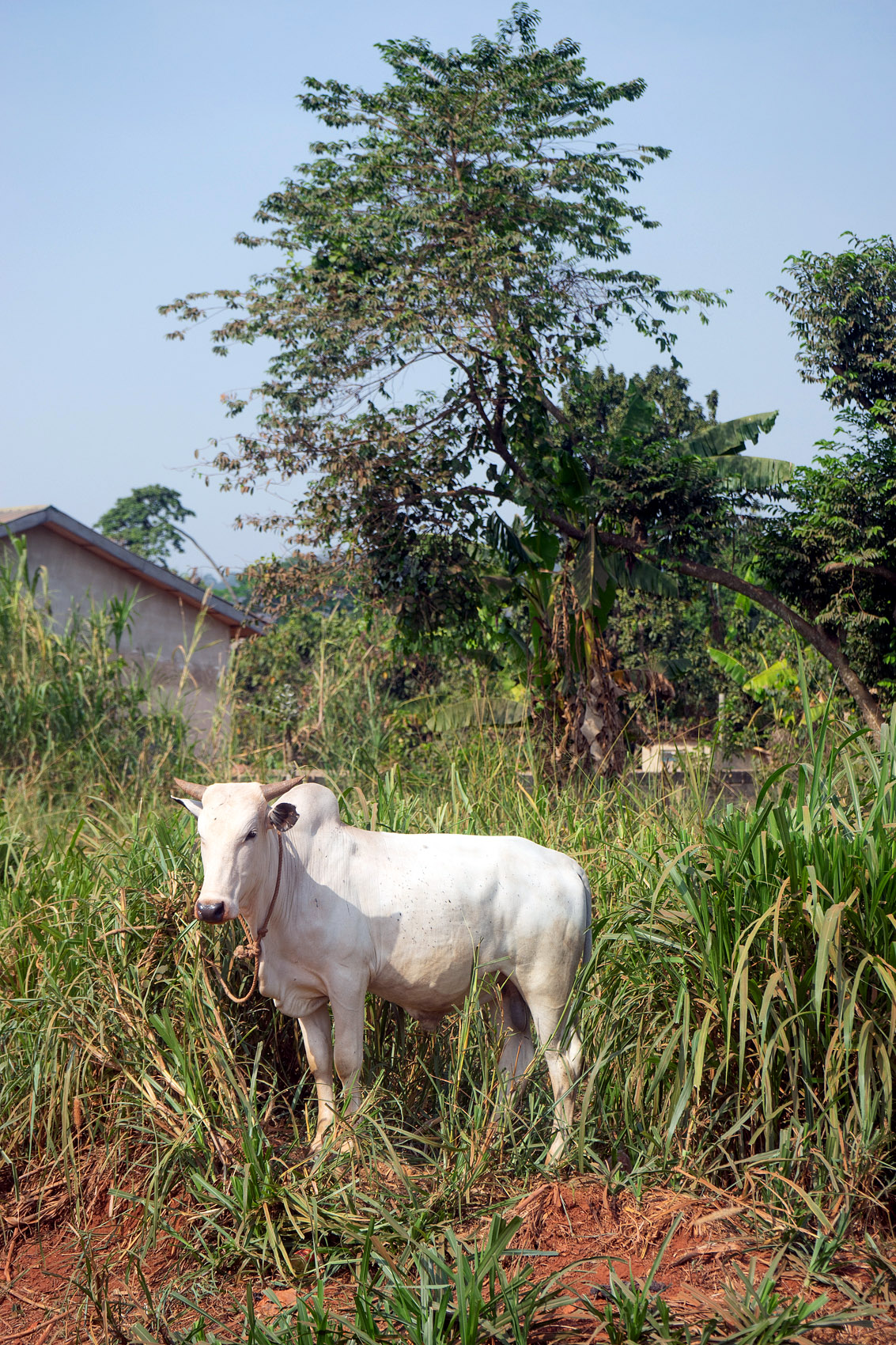 Weisse Kuh aus Ghana
