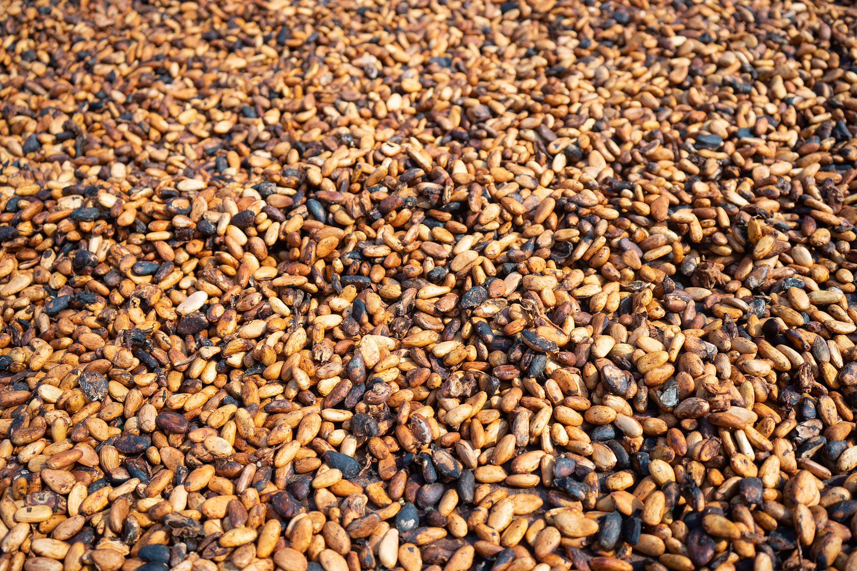 Ghana Kakaobohnen