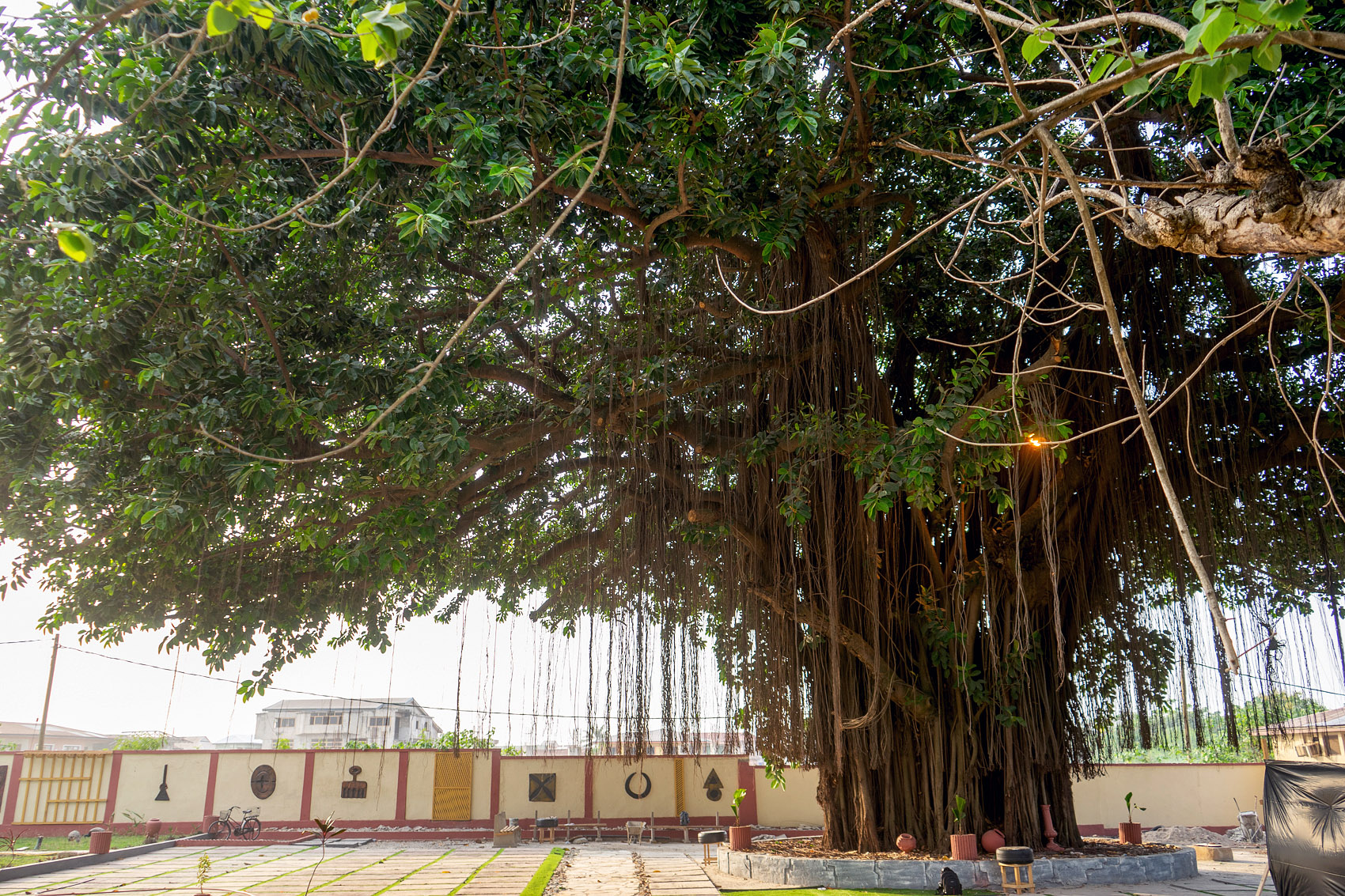 Würgebaum in Kumasi