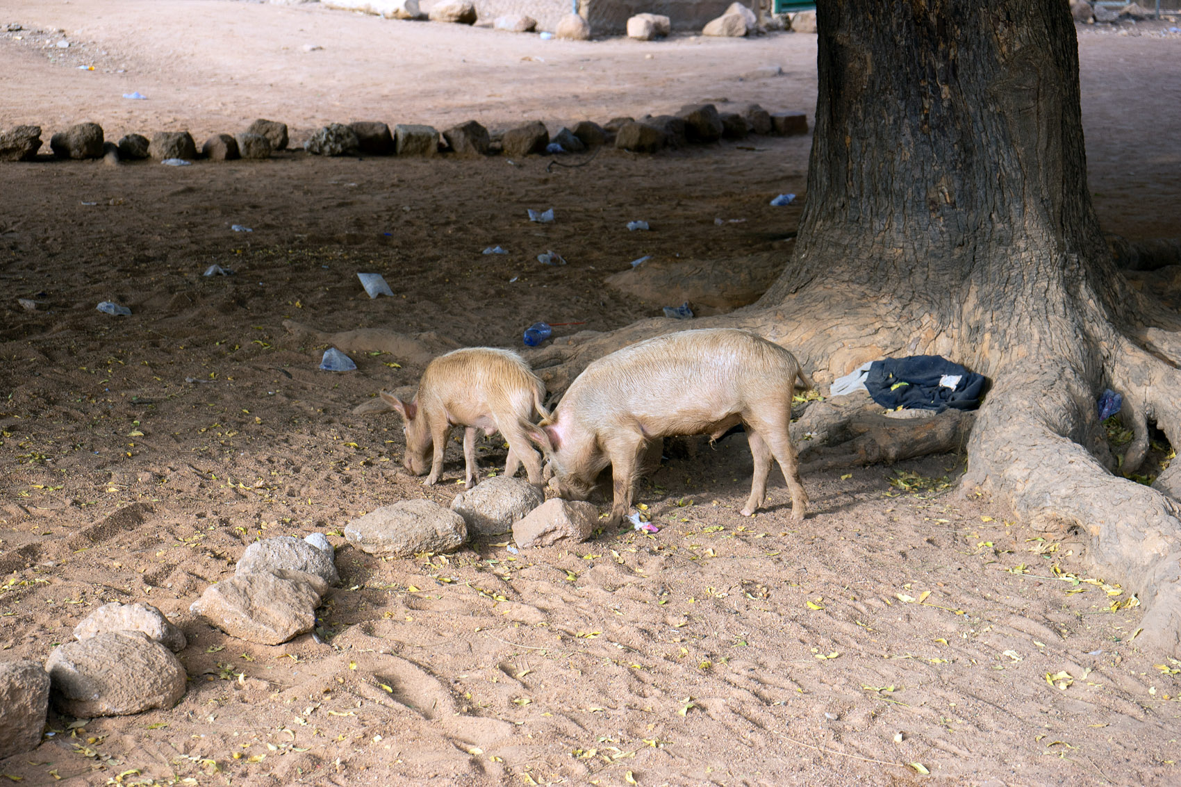 Schweine in Bolga