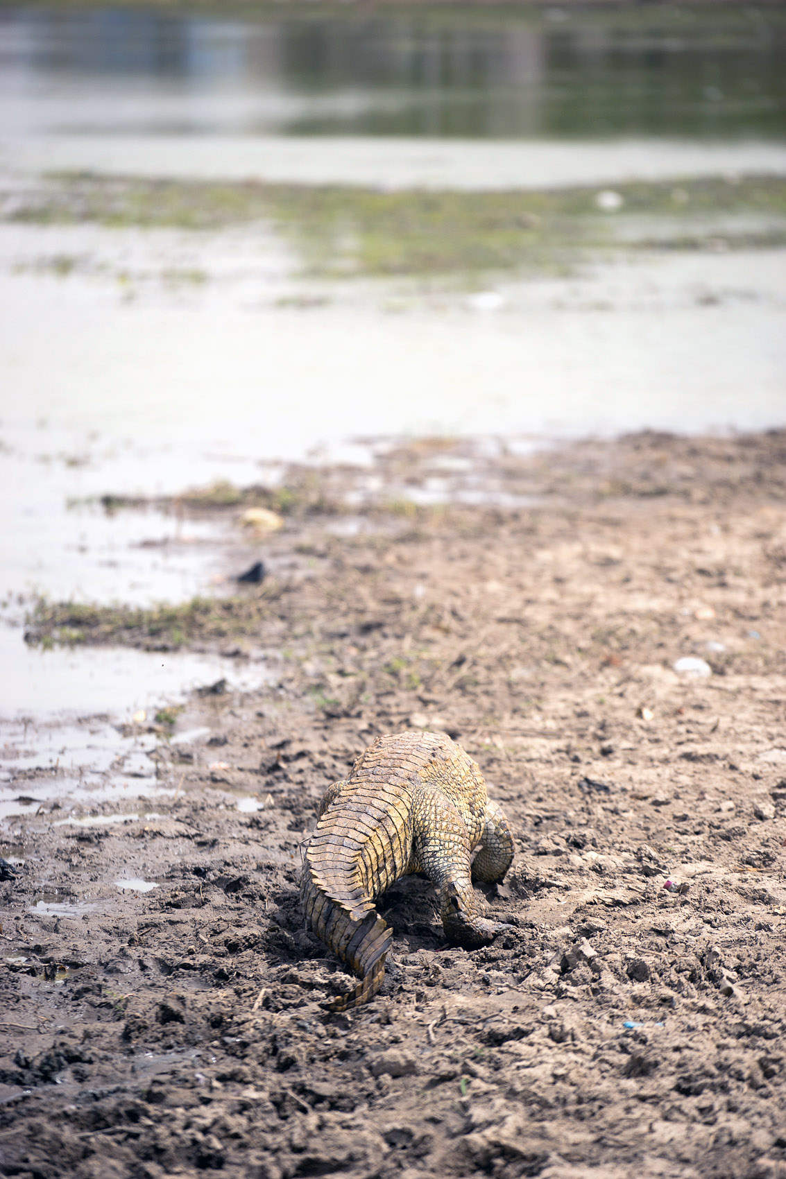 Auf Wiedersehen Krokodil