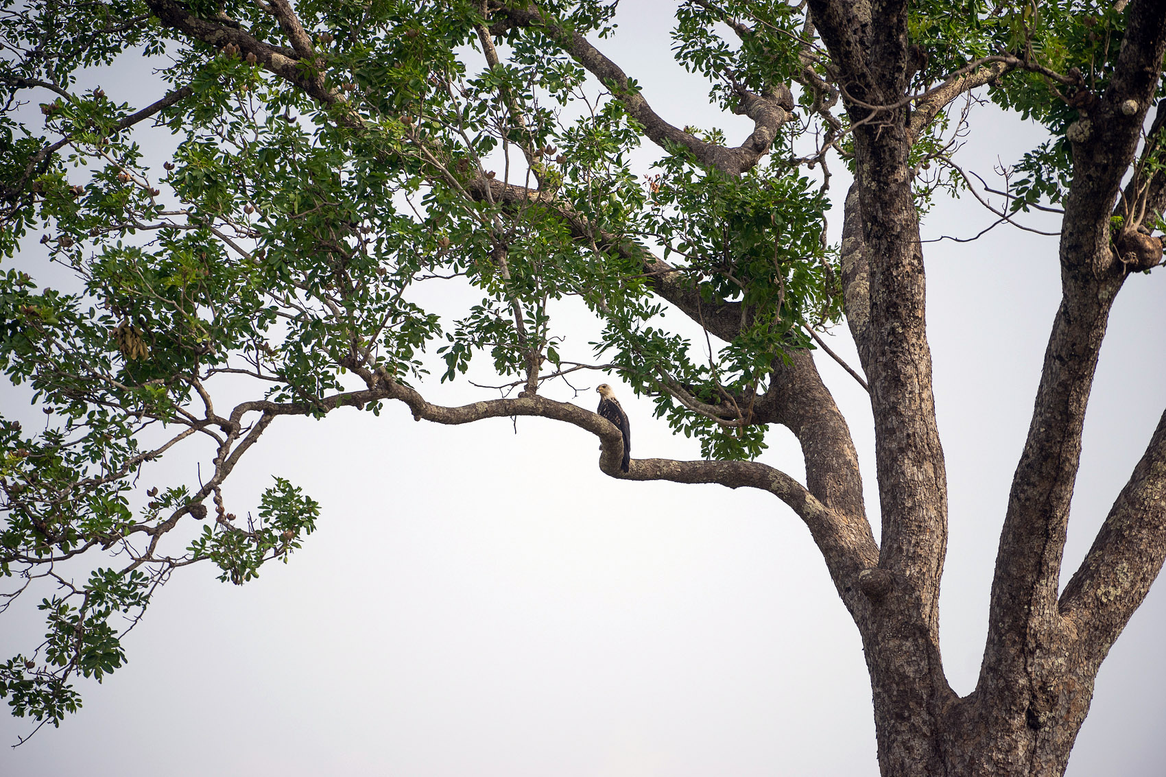Vogel sitzt im Baum im Mole National Park