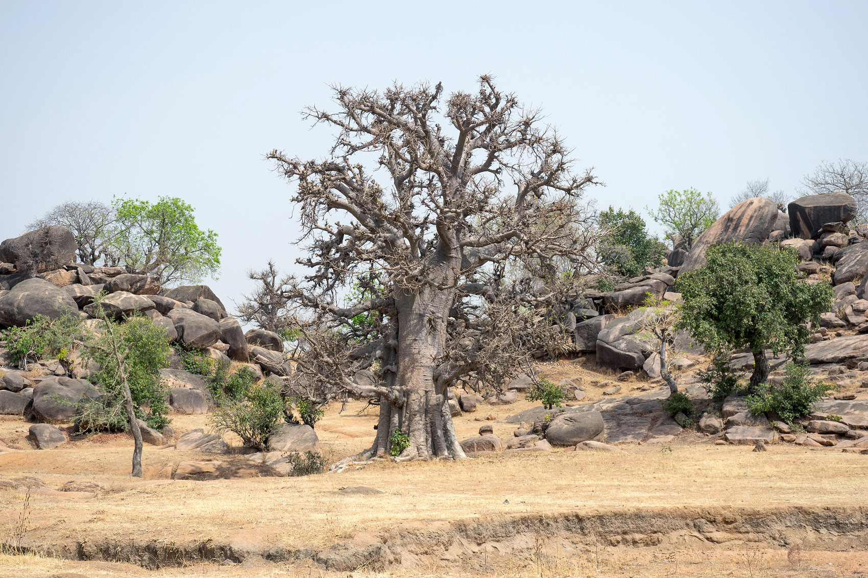 Bongo alter Baum in Ghana