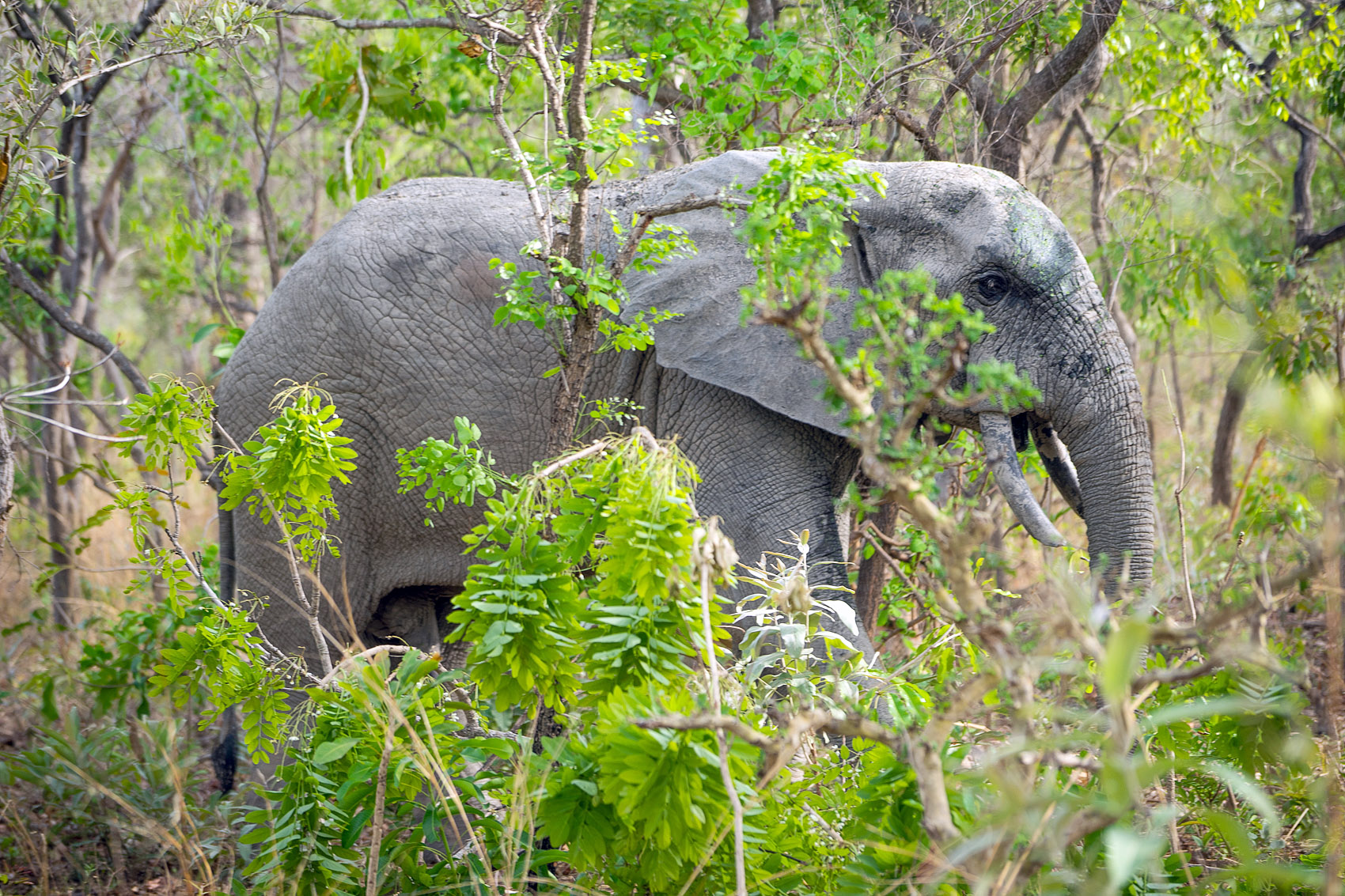 Junger Elefant in Ghana