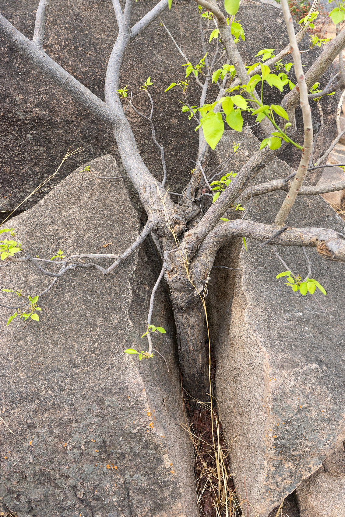 Baum wächst auf einem Felsen