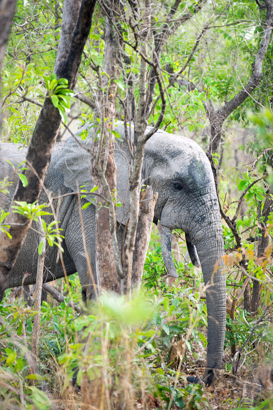 Ghana Jung Elefant