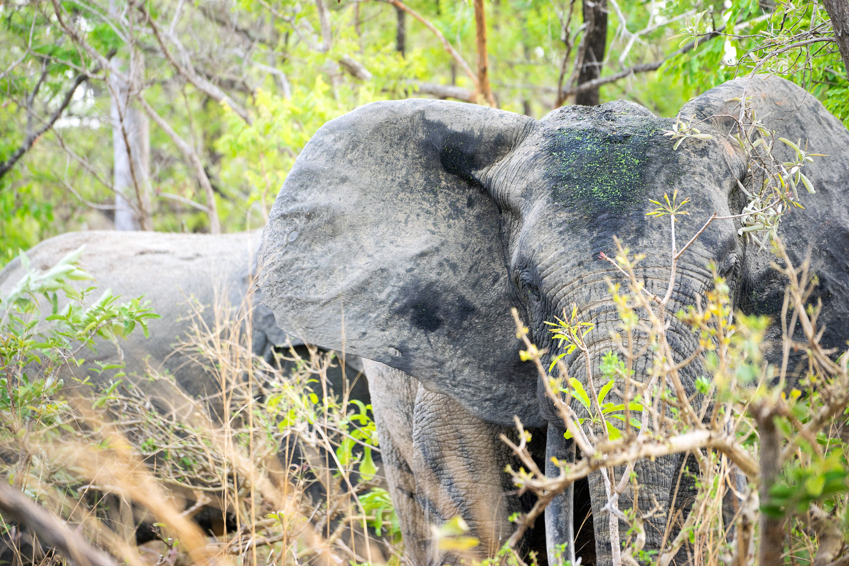 Ghana Elefanten Ohren