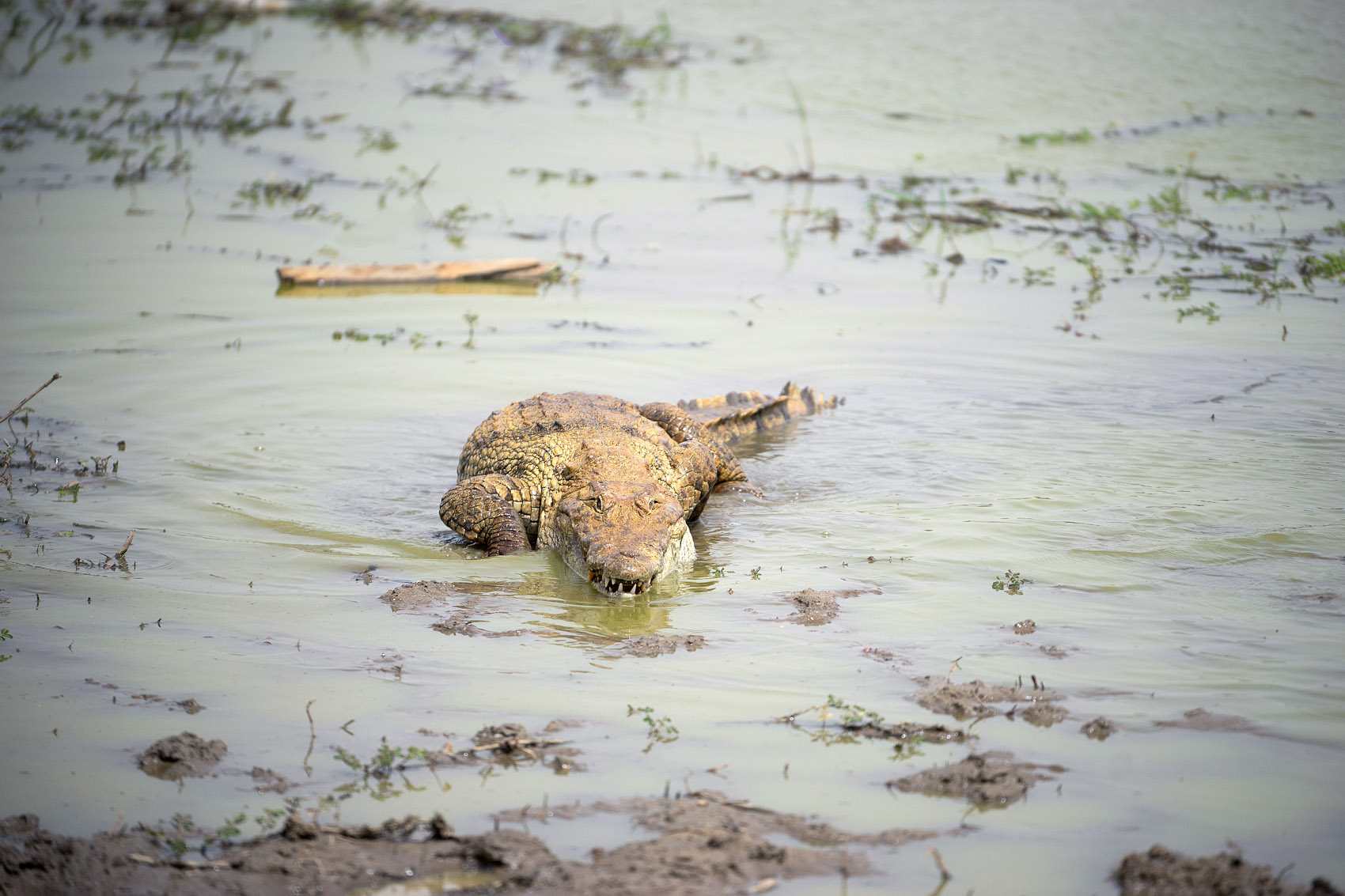 Ghana Krokodil Teich