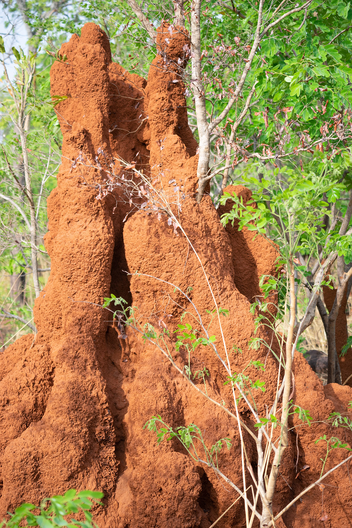 Termitenhügel Ghana National Park