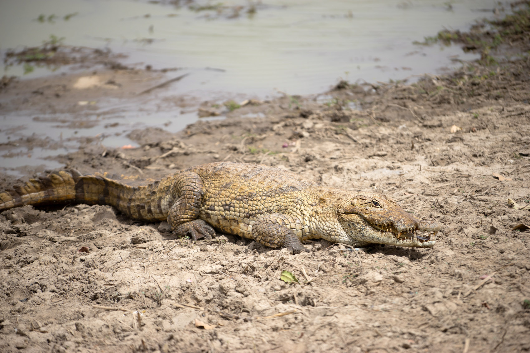 Riesen Krokodil Ghana