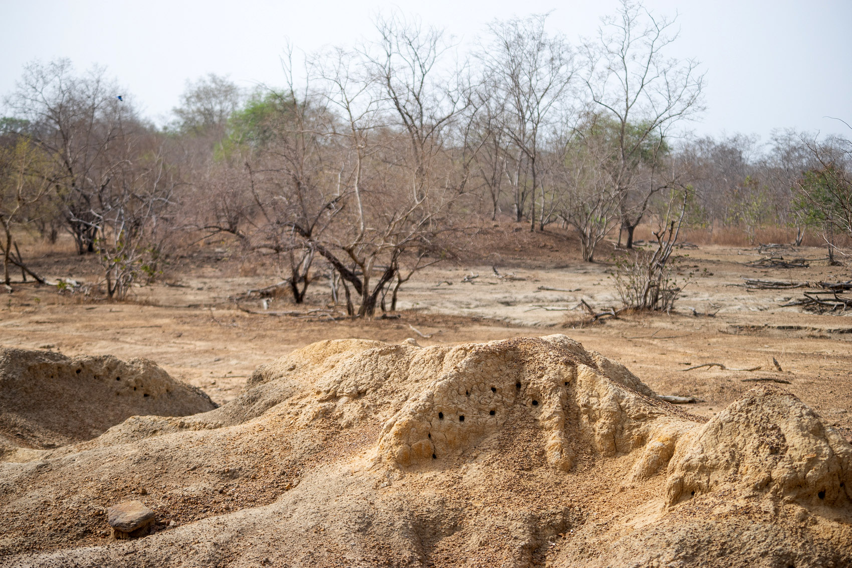 Termitenhügel Ghana