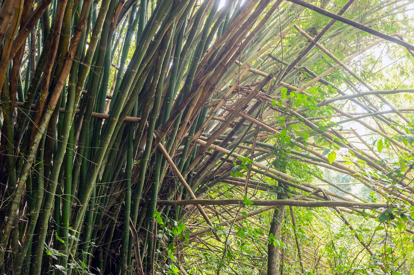 Bambu Kakum