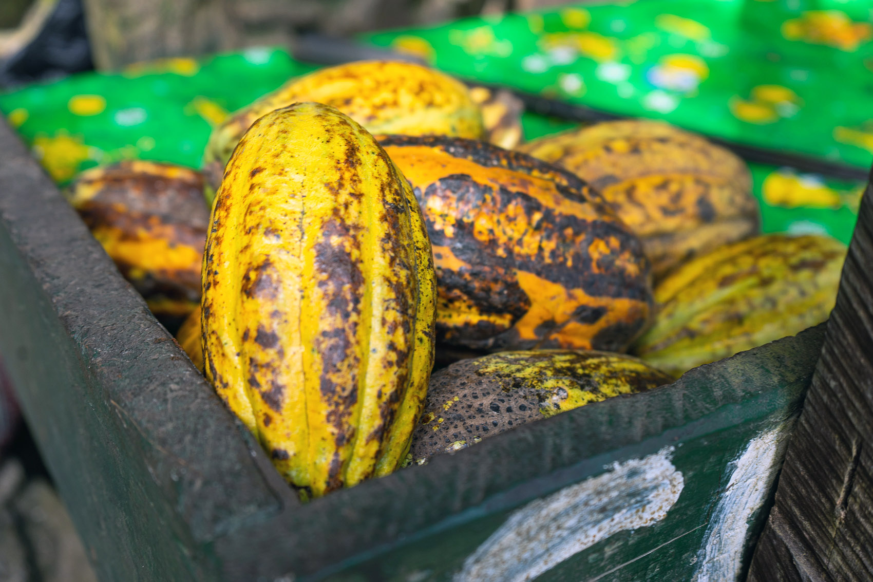 Kakaofrucht in Afrika