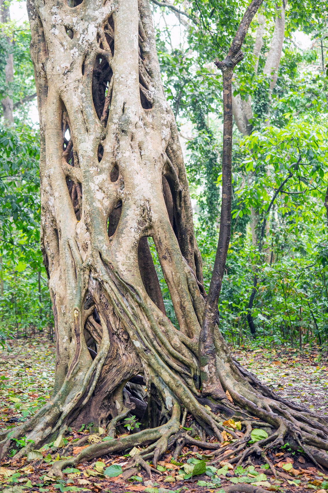Alter Baum in Ghana