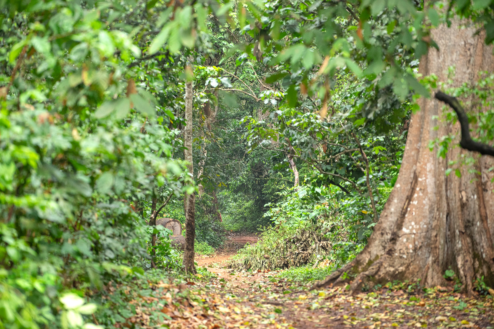 Dschungel in Ghana