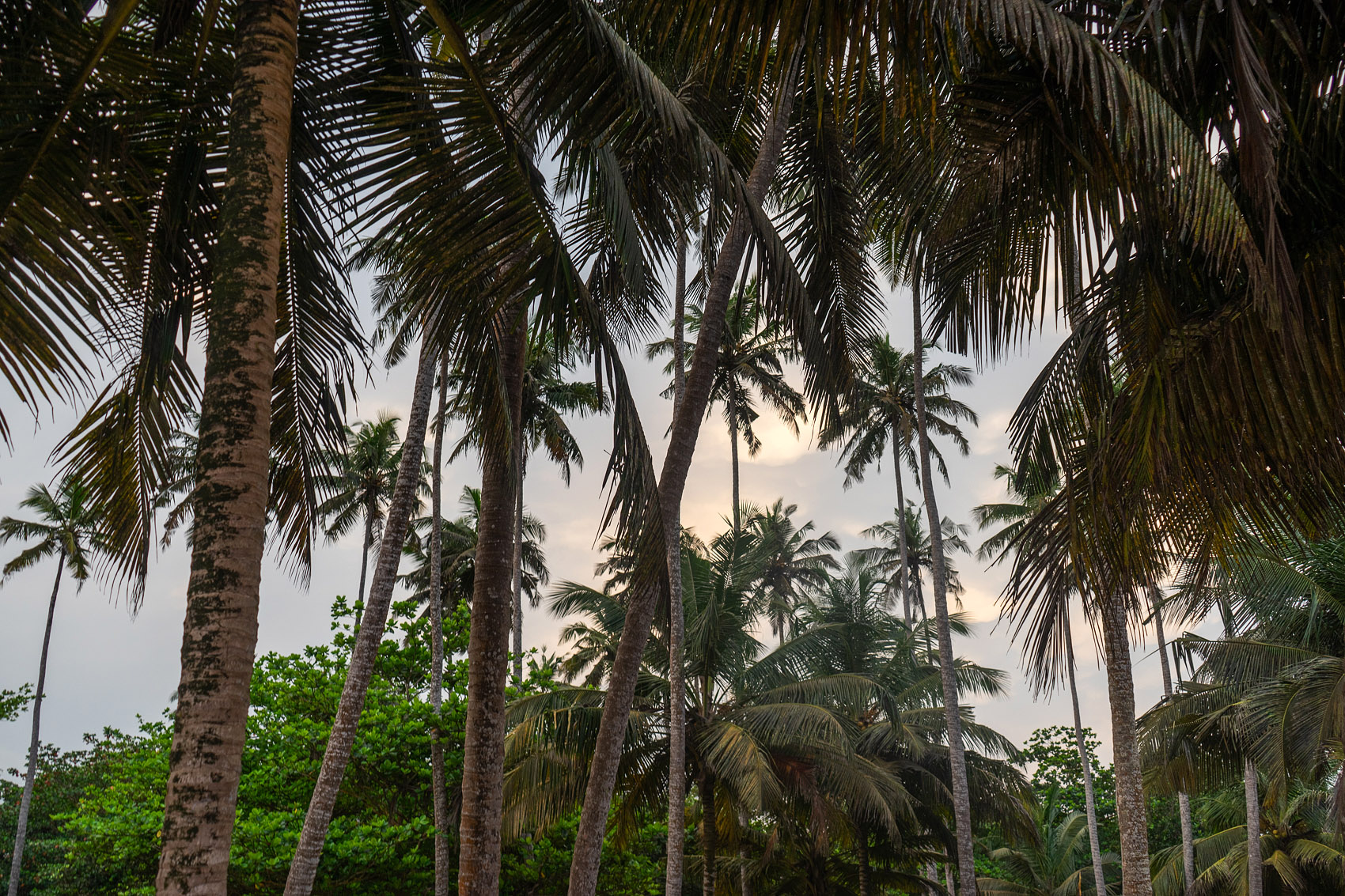 Palmen in Ghana