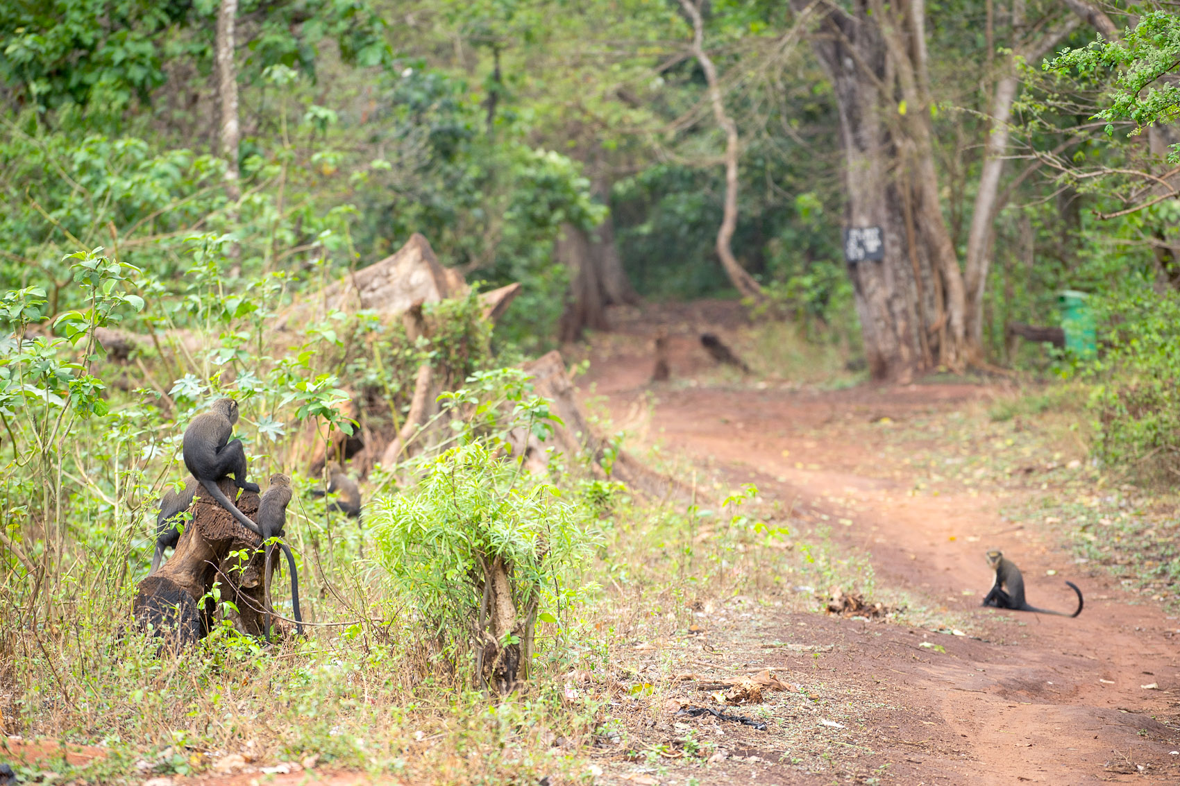 Ein Besuch bei den Affen in Ghana