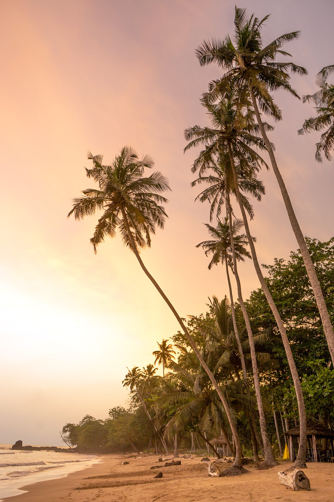 Ghana Palmen Sonnenuntergang