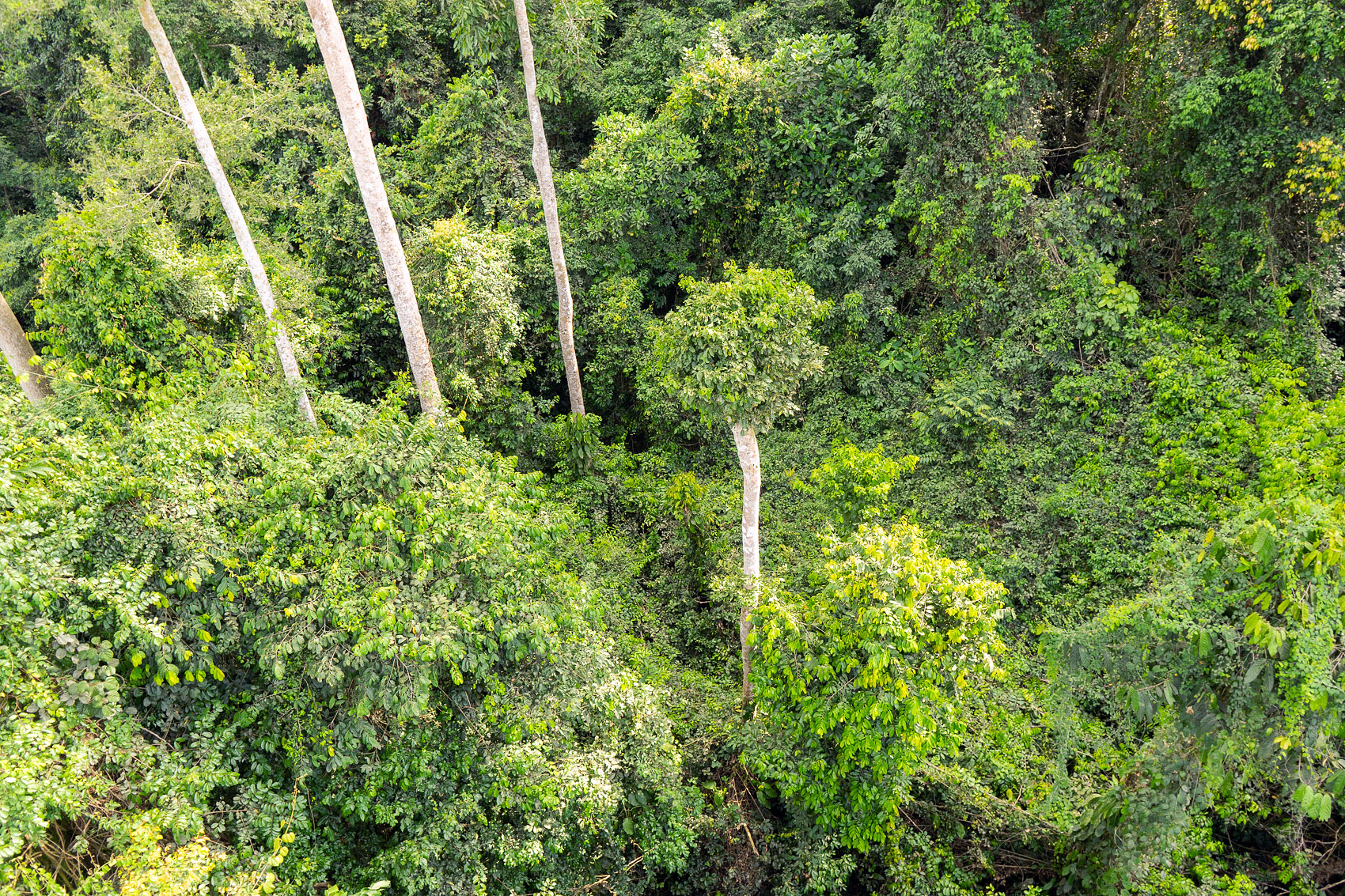 Ghana Wald