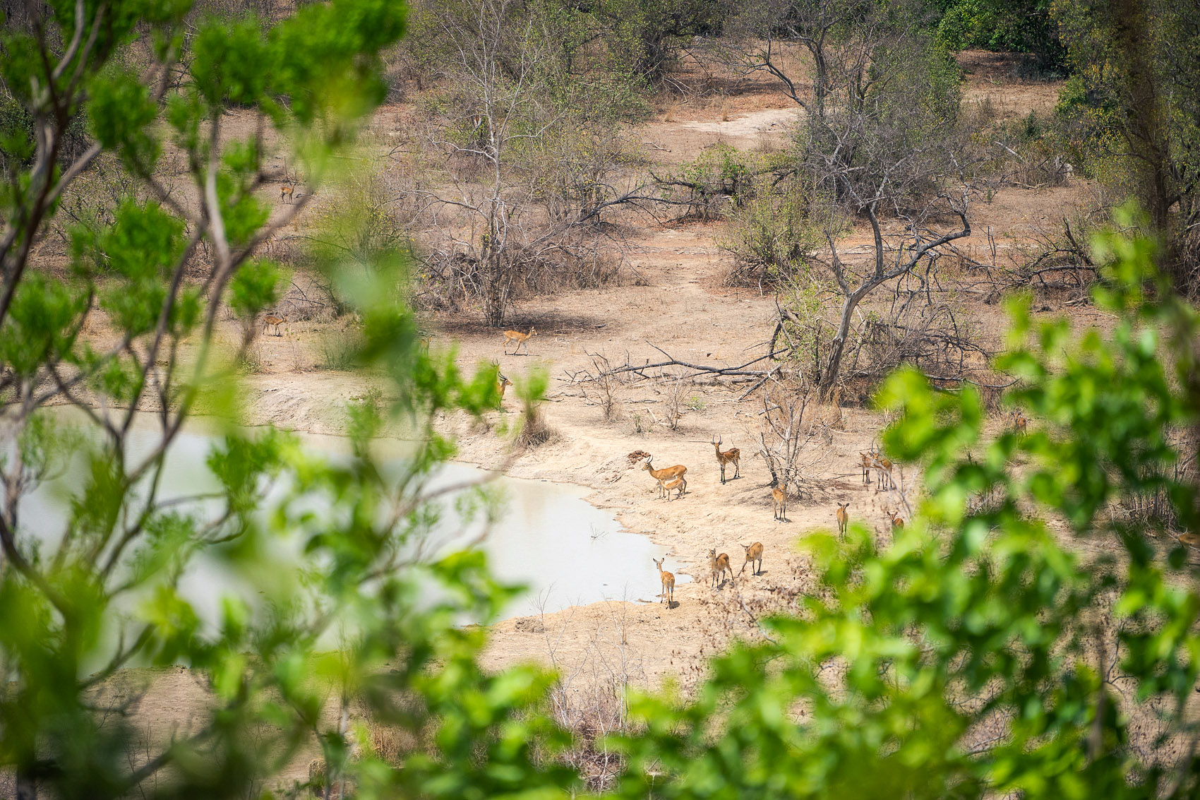 Antilopen Zaina Loadge in Ghana