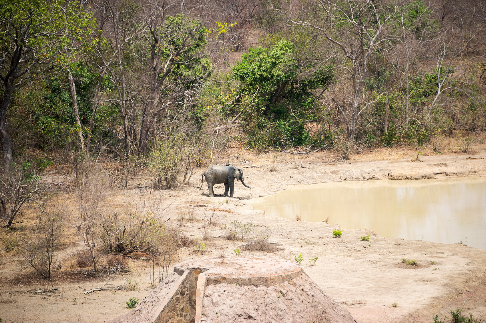 Wilder Elefanten in Ghana