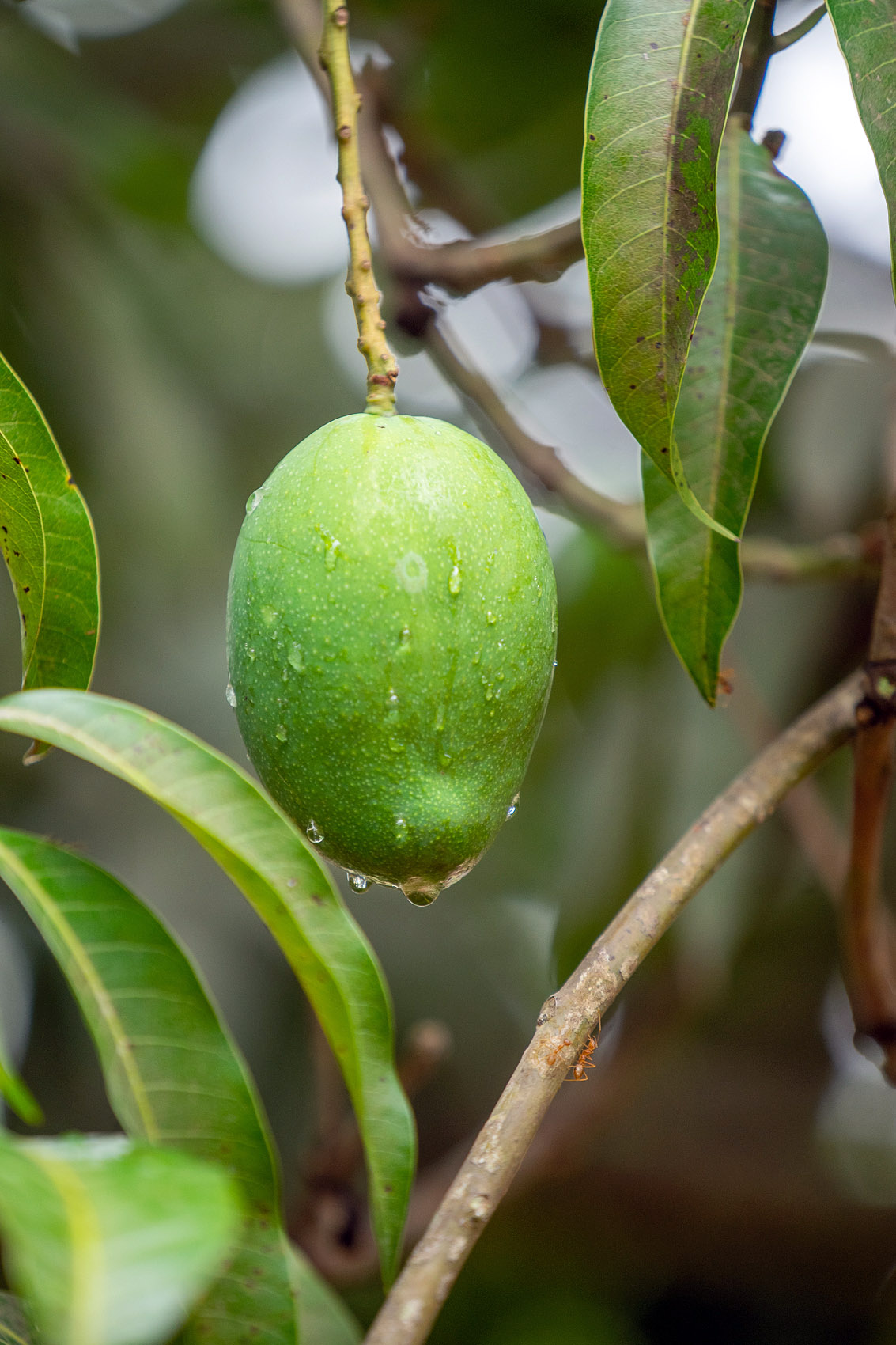 Junge Mangofrucht