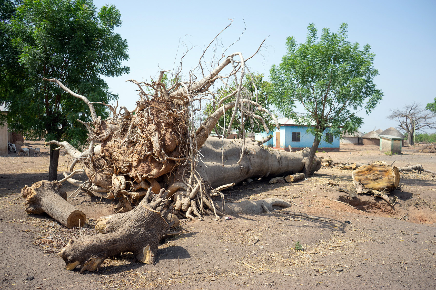 Ein toter Baum in Ghana
