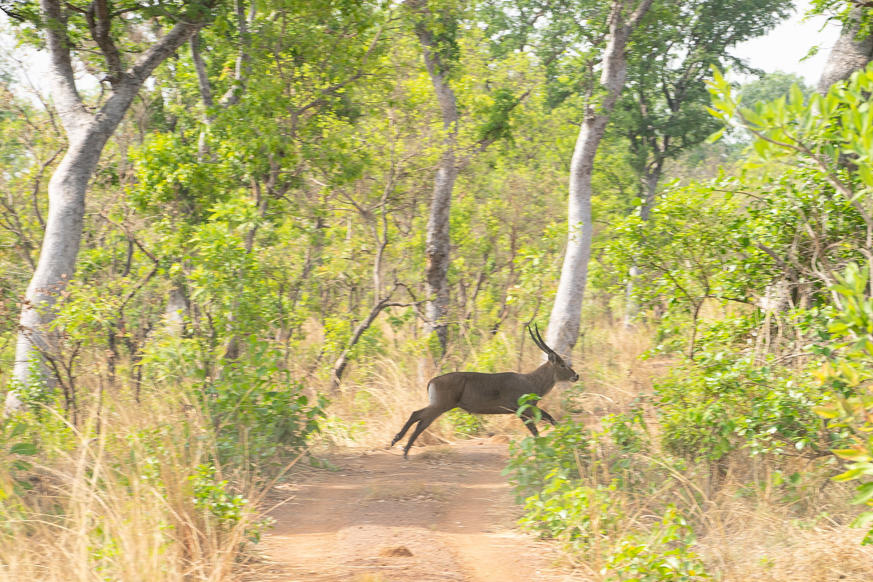Antilope in Ghana