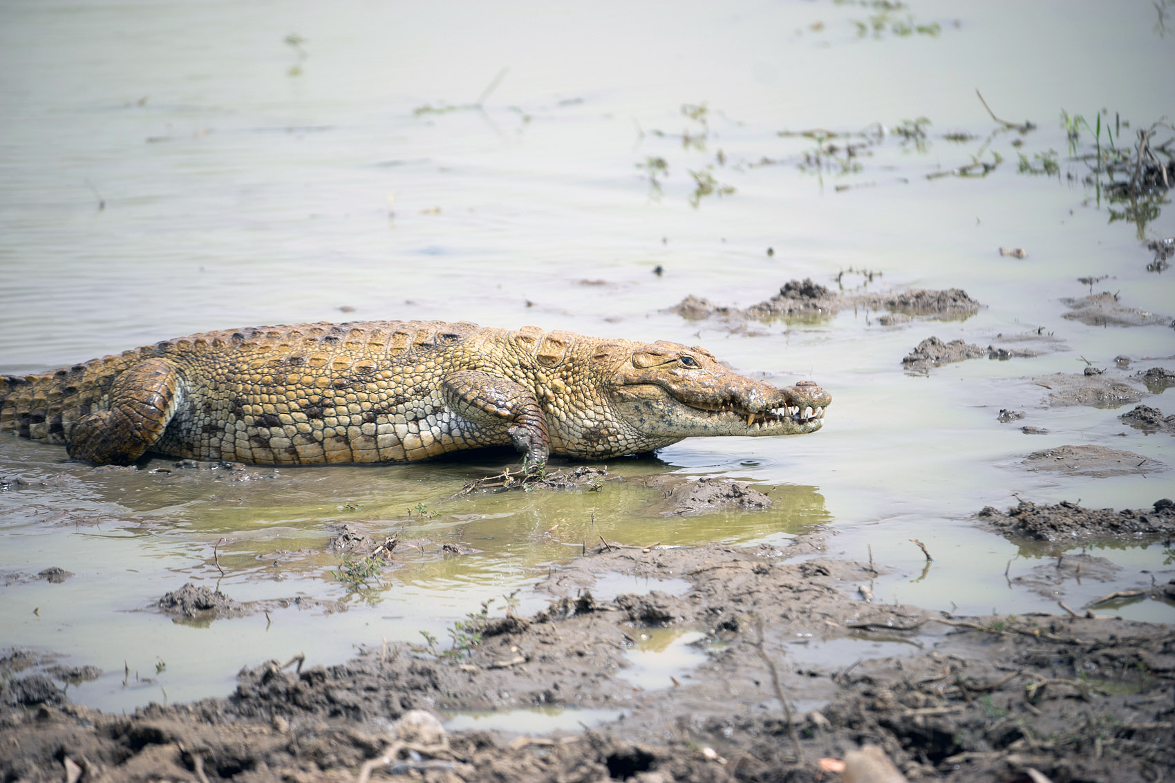 Ghana Krokodile