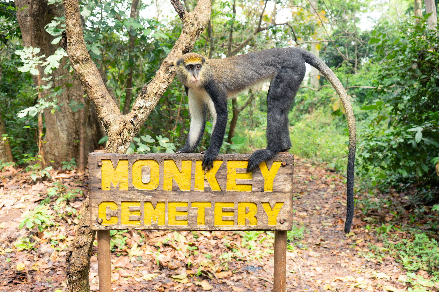 Affen Friedhof