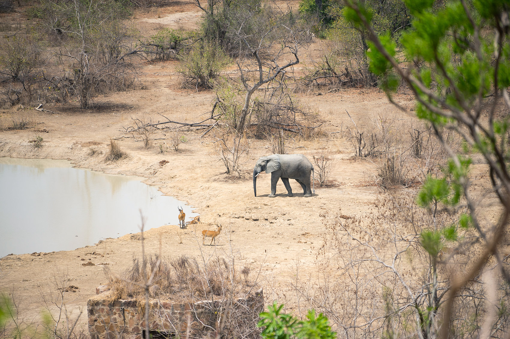 Elefanten an Wasserstelle an der Zaina Lodge im Mole National Park in Ghana